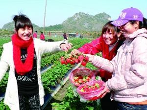农家乐摘草莓