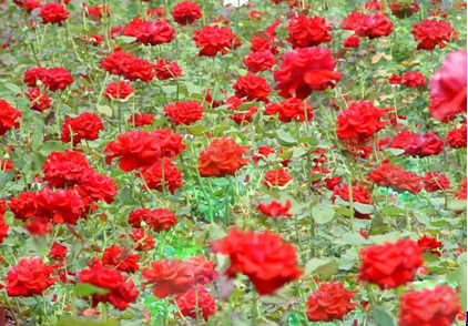 2014ɽõչ426տĻ