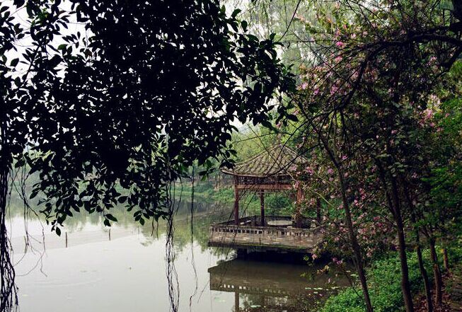 老木棉景区