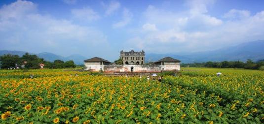 2015武宣金葵花节将于10.17、18举办
