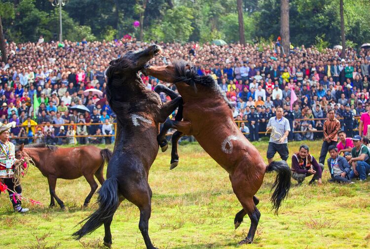 2015柳州融水芦笙斗马节将于1159举办斗马节活动特色亮点