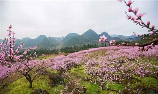 兴安桃花