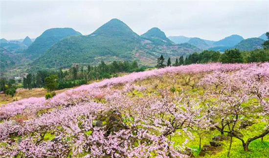 兴安桃花