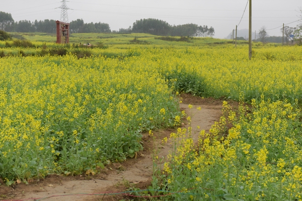 马山林圩千亩油菜花十分壮观