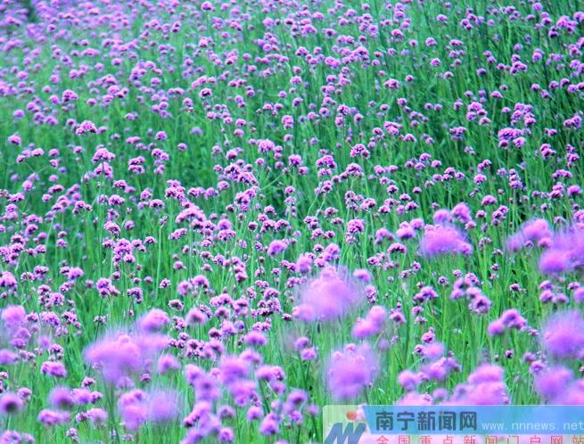南宁百万薰衣草庄园